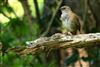 Dunnock