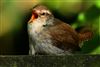 Wren