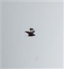 Marsh Harrier