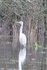Great White Egret