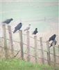 Jackdaw