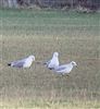 Mediterranean Gull