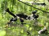Moorhen