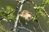 Sedge Warbler