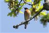 Redstart
