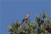 Tree Pipit