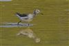 Wood Sandpiper