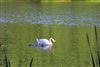 Mute Swan