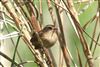 Wren