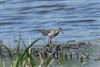 Wood Sandpiper