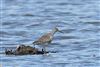 Wood Sandpiper