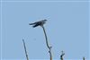Cuckoo
