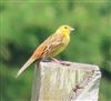 Yellowhammer