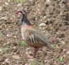 Red-legged Partridge