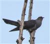 Cuckoo