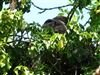 Buzzard