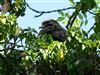 Buzzard