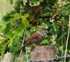 Dunnock