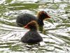 Coot