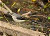 Grey Wagtail