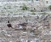 Ring Ouzel