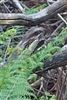 Nightjar