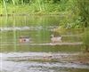 Garganey