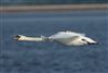 Mute Swan