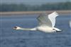 Mute Swan