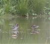 Garganey