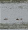 Garganey