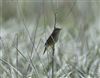 Sedge Warbler