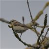 Whinchat