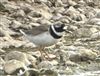 Ringed Plover