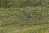 Whimbrel