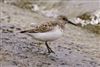 Sanderling