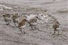 Sanderling