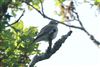 Spotted Flycatcher