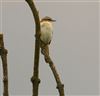 Warbler sp.