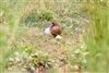 Garganey