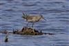 Wood Sandpiper