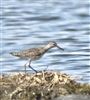 Wood Sandpiper