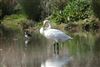 Whooper Swan