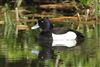 Tufted Duck