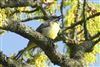 Grey Wagtail