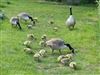 Canada Goose