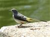 Grey Wagtail