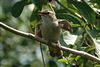 Sedge Warbler