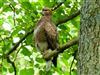 Buzzard