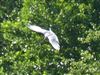 Common Tern